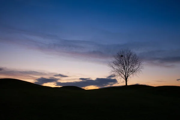 在高尔夫球棵孤独的树 — 图库照片