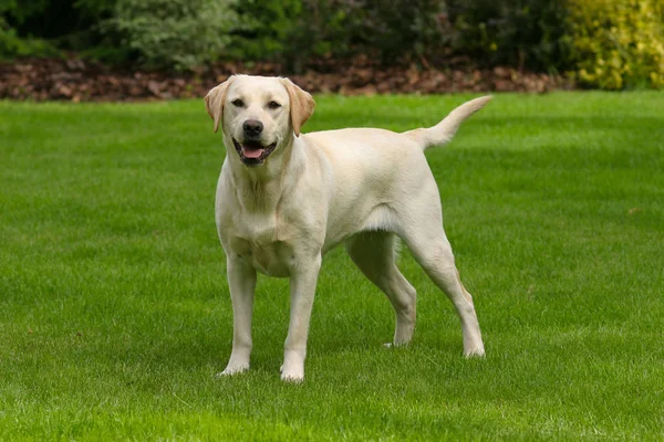 Typische labrador retriever — Stockfoto