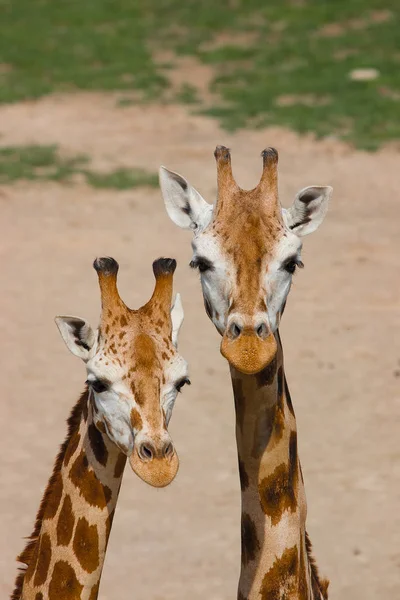 Detalj av två Rothschildi giraff — Stockfoto
