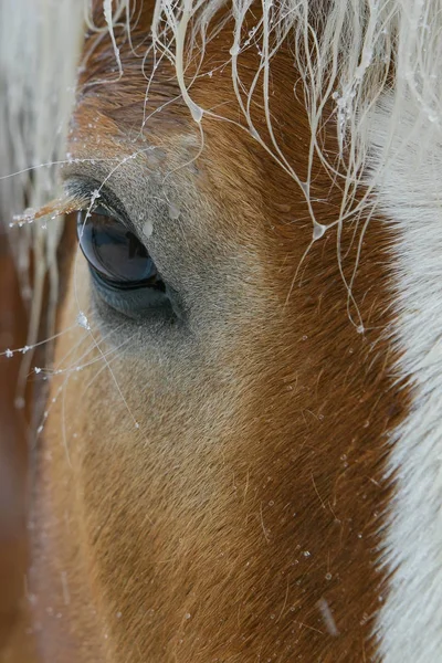 Göz at Closeup — Stok fotoğraf