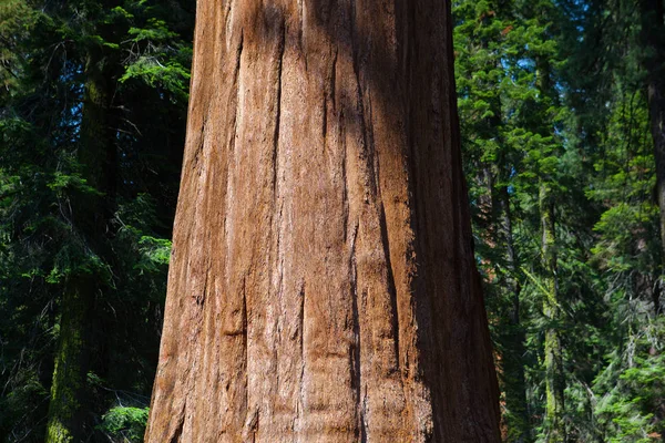 Národní Park Sequoia, Usa. — Stock fotografie
