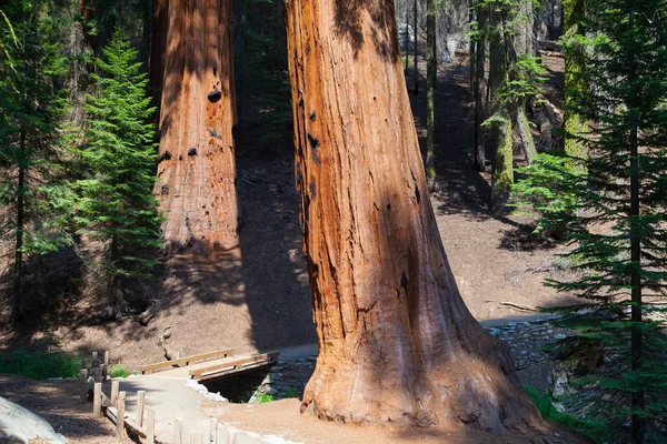 Sequoia National Park, ABD. 