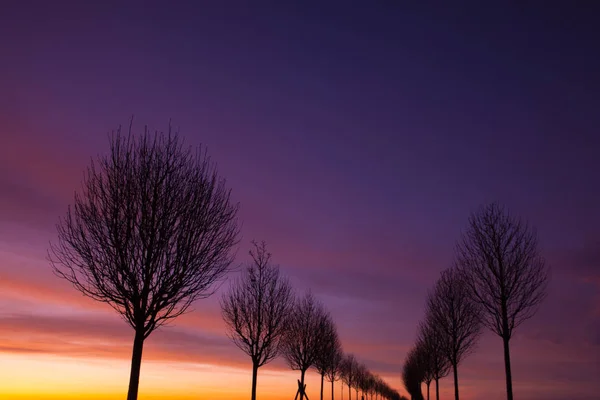 Dramatic Sunset Alley Trees — Stock Photo, Image