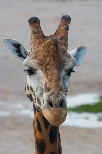 Détail de la girafe de Rothschild — Photo