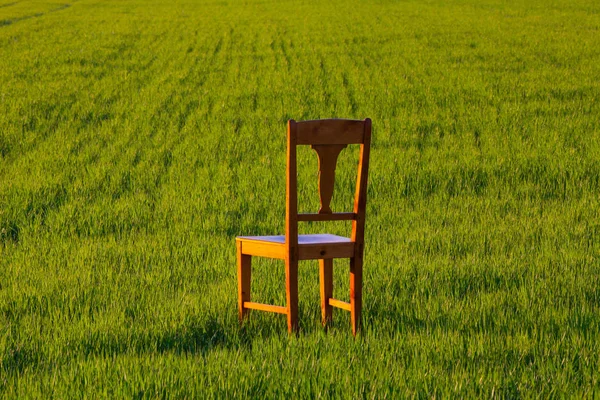 Old wooden chair in the barley field — Stock Photo, Image