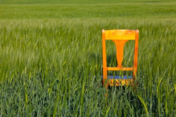 Old wooden chair in the barley field — Stock Photo, Image