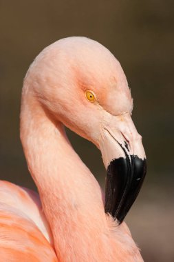 Küba flamingo detay 