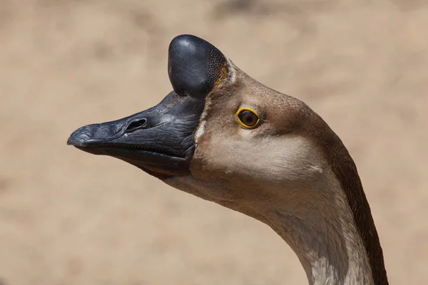 Ganso chino marrón también conocido como ganso de cisne — Foto de Stock