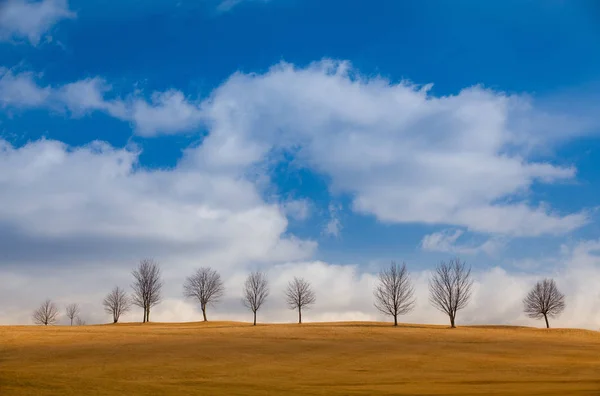 Árbol solitario en el campo de golf vacío — Foto de Stock