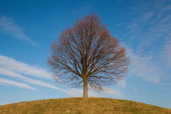 Osamělý strom na kopci — Stock fotografie