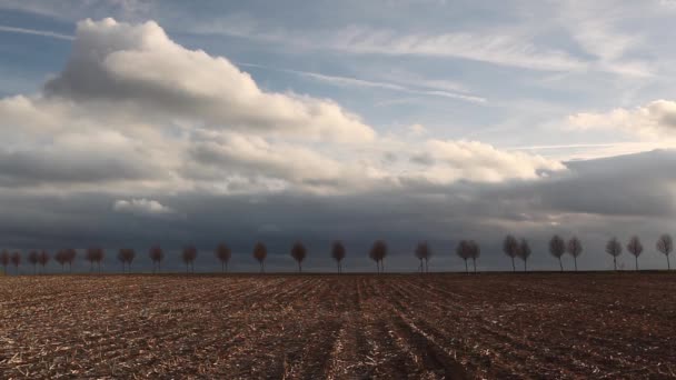 Jóvenes Árboles Hermosos Entre Los Campos Primavera Atardecer Tiempo Cosecha — Vídeos de Stock