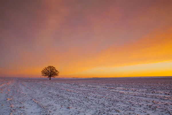 Minnesvärd träd på fältet i frostiga morgonen. — Stockfoto