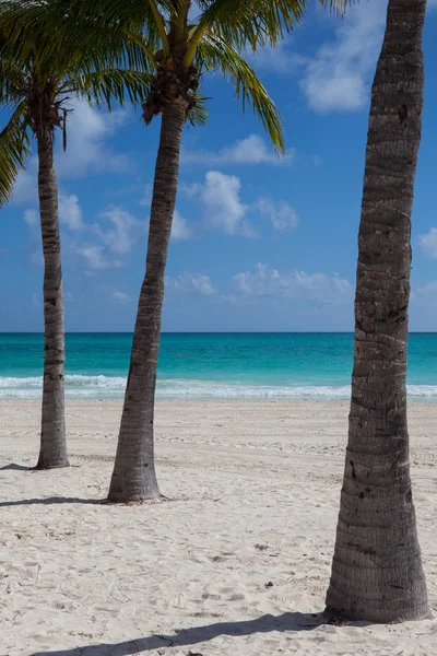 三棕榈树在空的海滩 尤卡坦半岛 墨西哥 — 图库照片