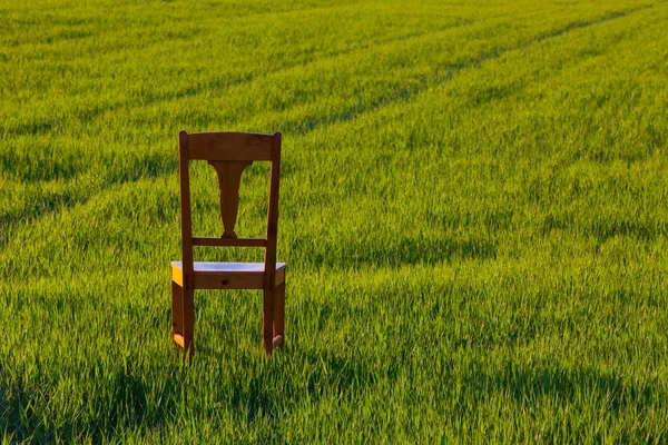 Old wooden chair in the barley field — Stock Photo, Image