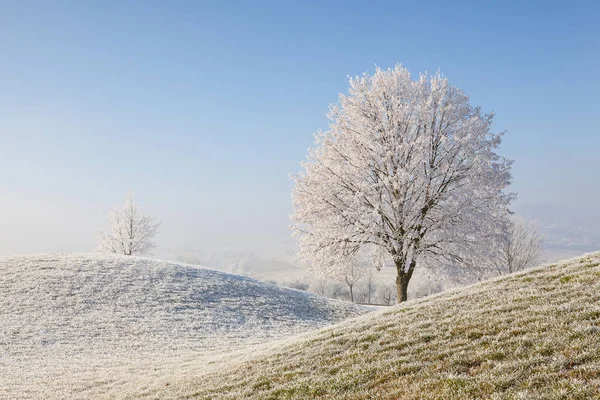 Winter scenery with trees and grass covered with hoarfrost — Stock Photo, Image