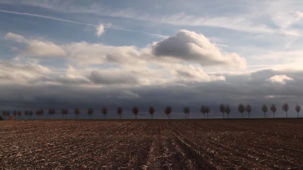 在日落的春天田野之间的年轻美丽的树木 收获时间 — 图库视频影像