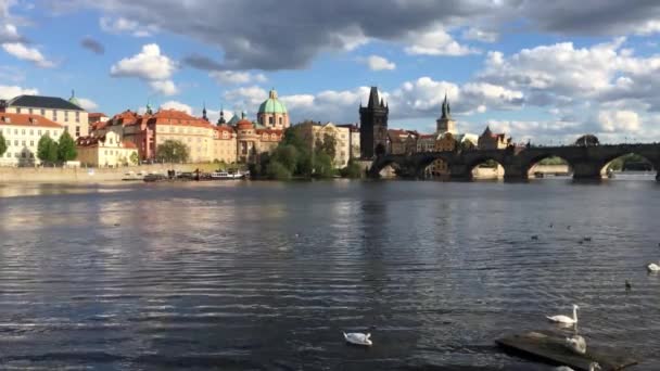 布拉格 捷克共和国 2018年4月 天鹅和游船在伏尔塔瓦河河和查尔斯桥梁在捷克共和国布拉格 旅游目的地 — 图库视频影像