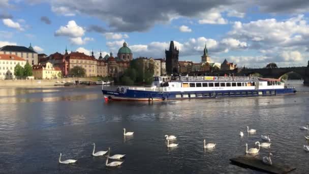 布拉格 捷克共和国 2018年4月 天鹅和游船在伏尔塔瓦河河和查尔斯桥梁在捷克共和国布拉格 旅游目的地 — 图库视频影像