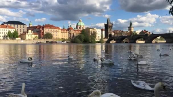 Praga República Checa Abril 2018 Cisnes Cruceros Río Moldava Puente — Vídeo de stock