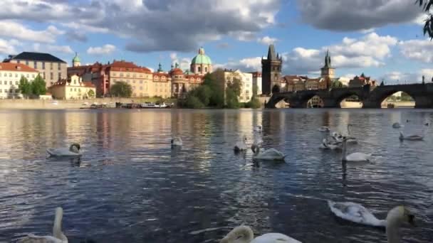 Prague Tsjechië April 2018 Zwanen Cruise Schip Moldau Karelsbrug Praag — Stockvideo