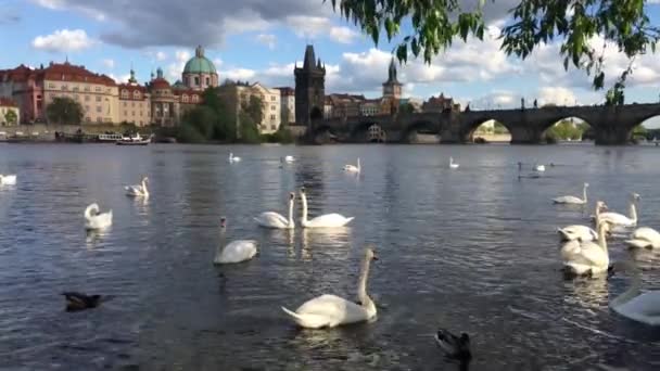 Praga República Checa Abril 2018 Cisnes Cruceros Río Moldava Puente — Vídeo de stock