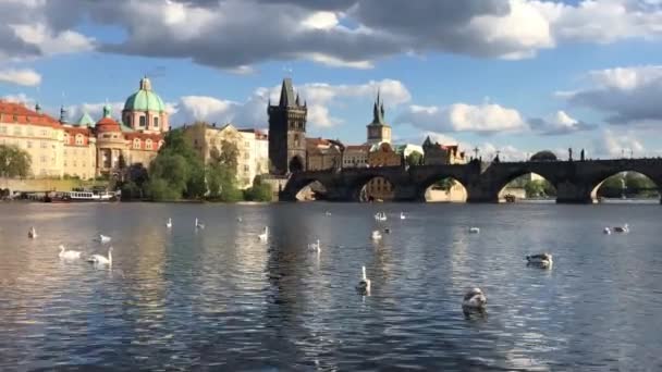 Prague Tsjechië April 2018 Zwanen Cruise Schip Moldau Karelsbrug Praag — Stockvideo