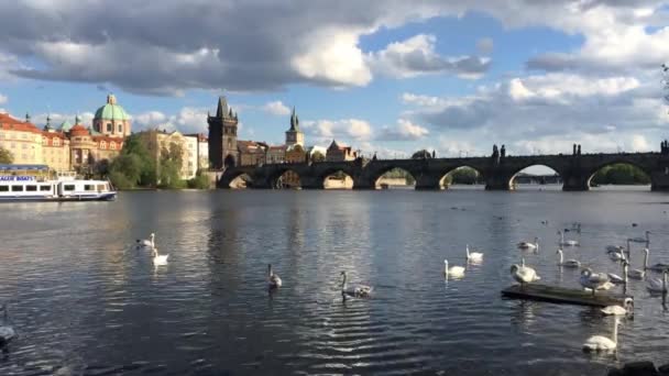 Prague Czech Republic April 2018 Swans Cruise Ship Vltava River — Stock Video