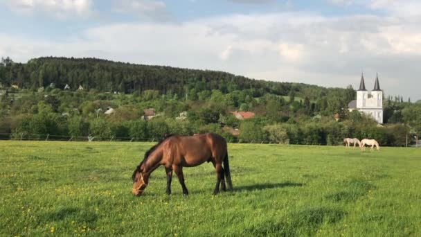 Bauernhof Mit Pferden Und Pfarrhaus Der Evangelischen Kirche Der Tschechischen — Stockvideo
