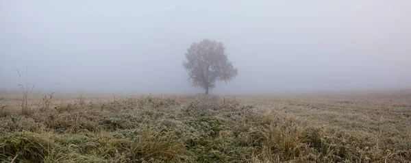 Ensamt träd på den tomma betesmarken på morgonen dimma. — Stockfoto