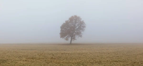 Einsamer Baum auf der leeren Weide im Morgennebel. — Stockfoto