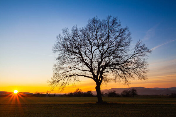 Lonely tree on the autumn field at sunset. 