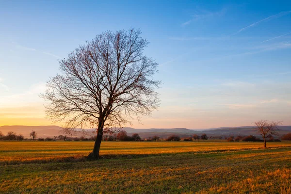 Einsamer Baum auf dem Herbstfeld bei Sonnenuntergang. — Stockfoto