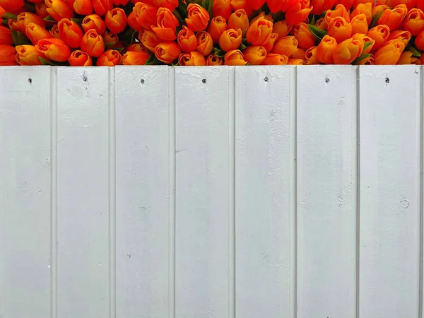 Tulpen aus Holz im Geschäft in Volendam. — Stockfoto