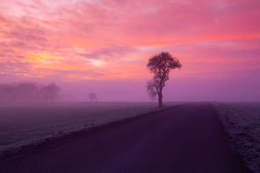 Sisli yolda yapayalnız bir ağaç.. 