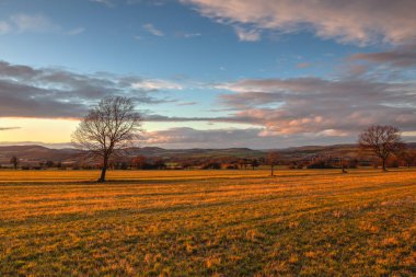 Gün batımında çayırda yalnız ağaçlar. Çek Cumhuriyeti. 