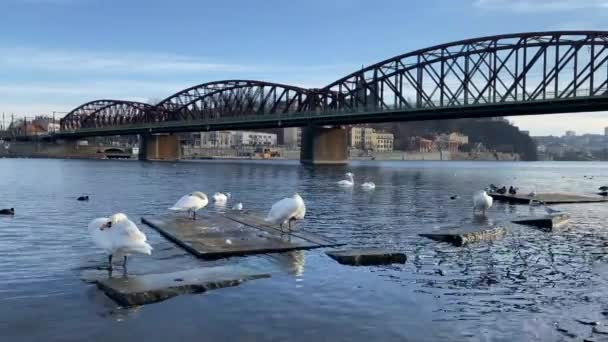 Schwäne Und Möwen Flussufer Smichov Prag Tschechien Das Renovierte Flussufer — Stockvideo