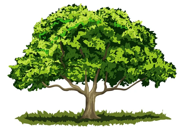 ベクター ファイル 大きな樫の木 — ストックベクタ