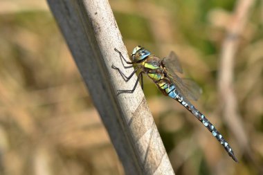 Doğadaki yusufçuk fotoğrafı.
