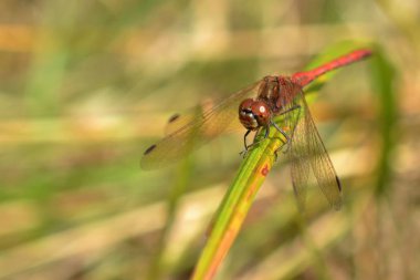 Doğadaki yusufçuk fotoğrafı.