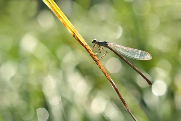 Dragonfly Foto Naturaleza — Foto de Stock