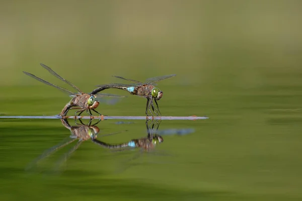 Libelle Der Natur Foto — Stockfoto