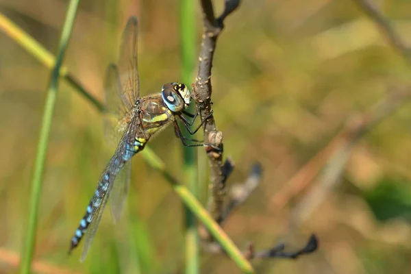 Libellule Dans Nature Photo — Photo