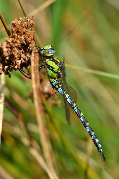 Dragonfly Foto Naturaleza —  Fotos de Stock