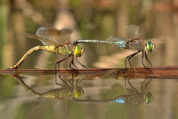 Libelle Der Natur Foto — Stockfoto