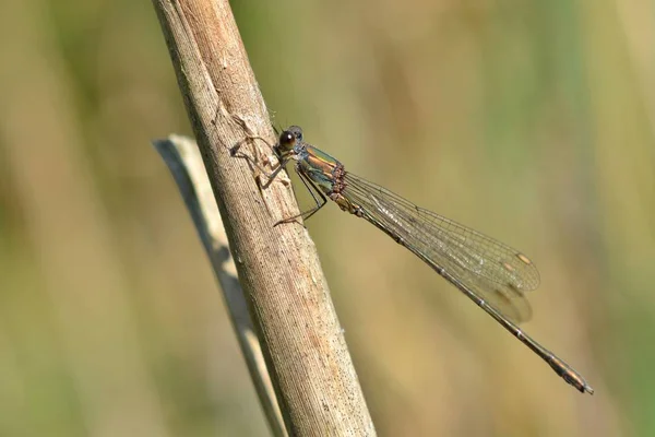 Dragonfly Στη Φύση Φωτογραφία — Φωτογραφία Αρχείου