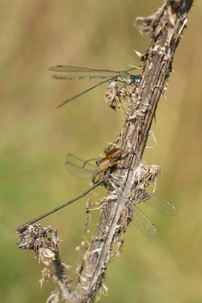 Libelle Der Natur Foto — Stockfoto