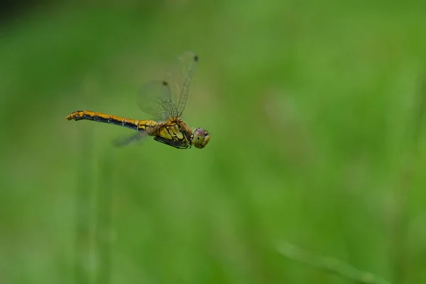 大自然中的蜻蜓摄影 — 图库照片