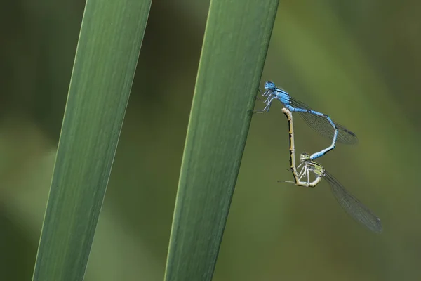 Libelle Natuurfotografie — Stockfoto