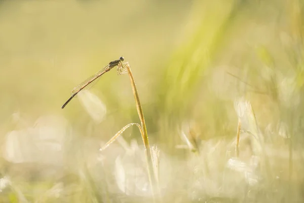 Libelle Der Naturfotografie — Stockfoto