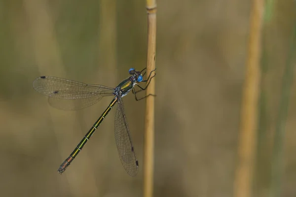 Libelle Natuurfotografie — Stockfoto